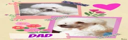 Miniature Poodle dogs for sale: Stunning kc registered minature poodle pups  - Advert 3