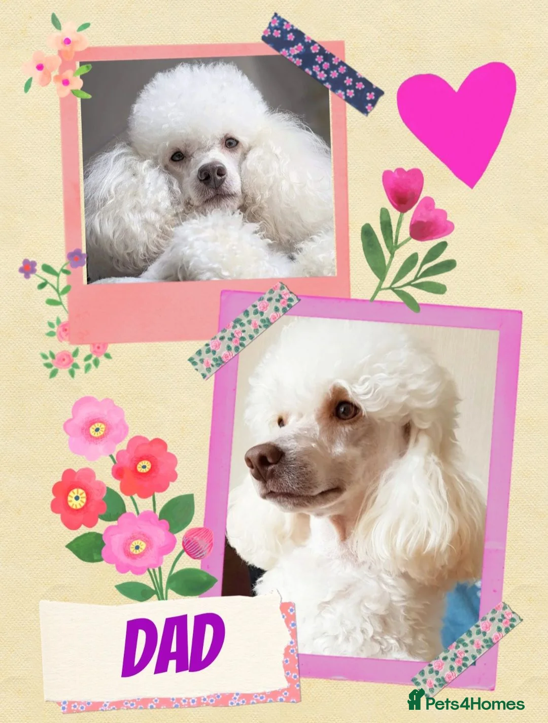 Miniature Poodle dogs for sale: Stunning kc registered minature poodle pups  - Advert 3