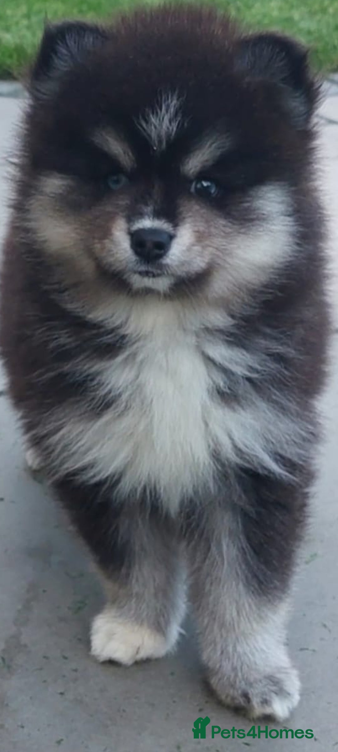 Pomsky dogs for sale: Female pomsky puppy - Image 5