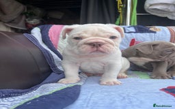 Olde English Bulldogge dogs for sale: Puppies 07931561727 - Image 5