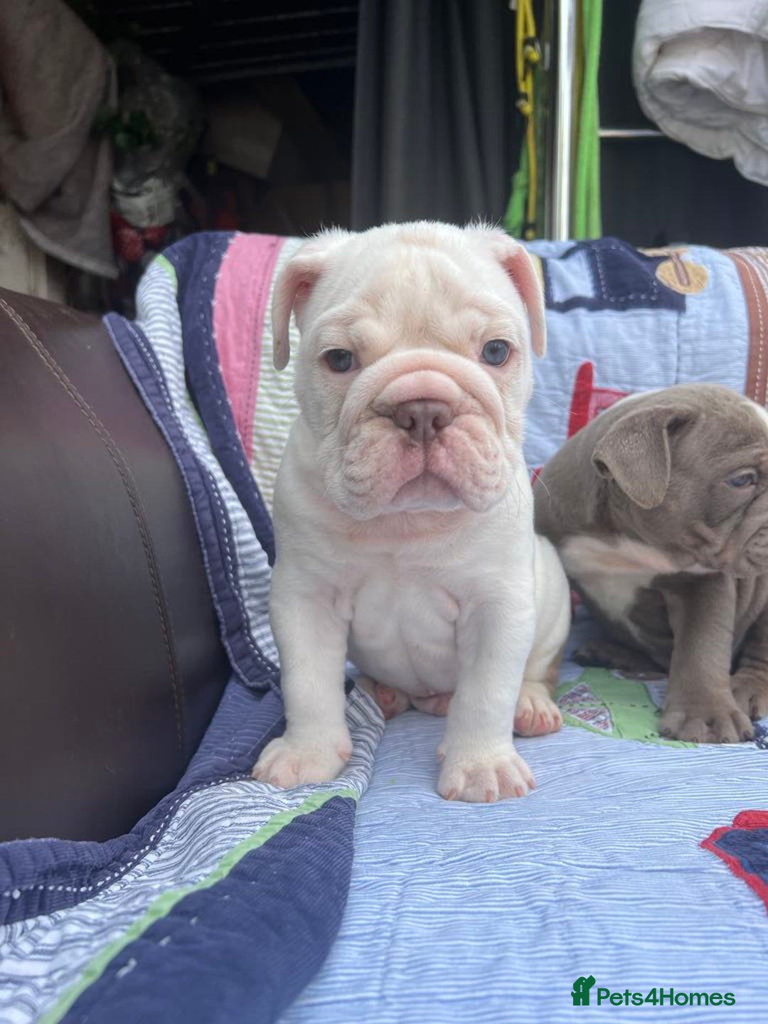 Olde English Bulldogge dogs for sale: Puppies 07931561727 - Image 5