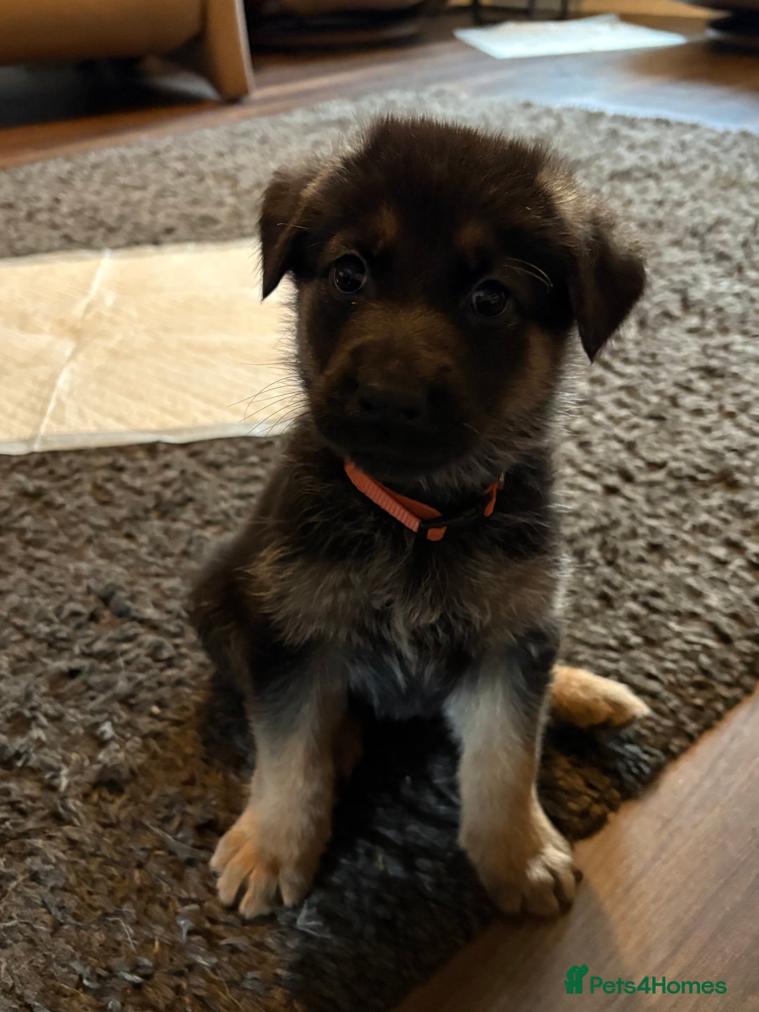 Mixed Breed dogs for sale: Belgian malinois x German Shepherd puppies  - Advert 31