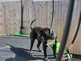Cane Corso dogs Cane Corso Cross 2 year old BOY - Advert 1