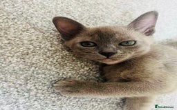 Burmese cats for sale: Burmese kittens for sale in Doncaster - Image 12
