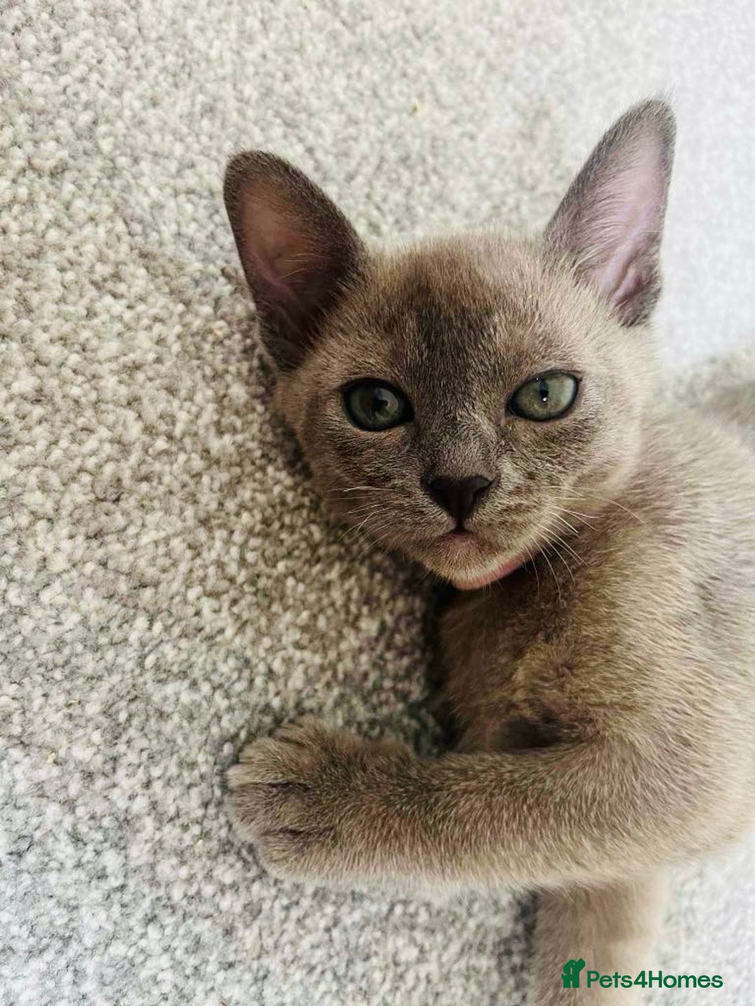 Burmese cats for sale: Burmese kittens for sale in Doncaster - Image 12