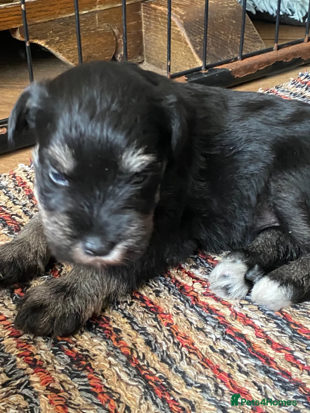Miniature Schnauzer dogs for sale: 5*KC MINIATURE SCHNAUZER PUPPIES - Advert 2