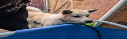 Akita dogs for sale: Akita for sale asap in Wolverhampton - Advert 3