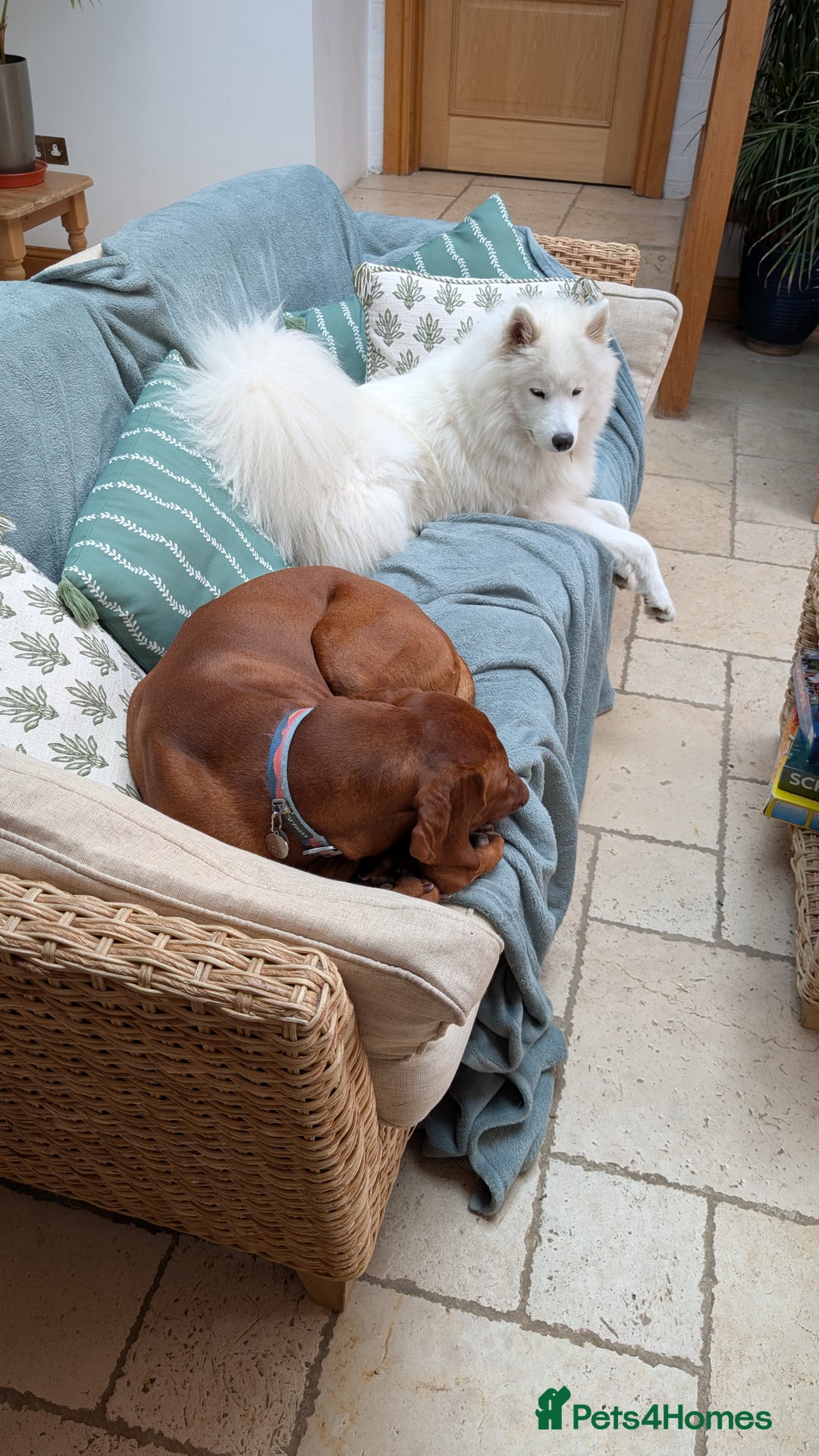 Samoyed dogs for sale: 1 year old Samoyed female for rehome - Image 4