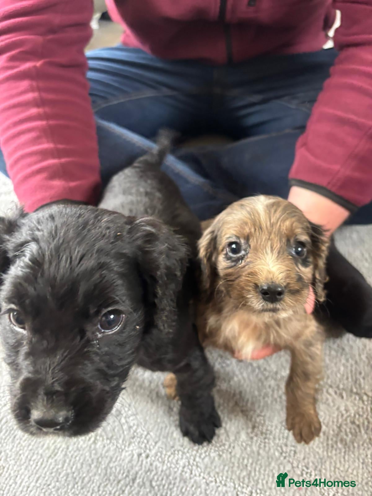 Cocker Spaniel dogs COCKER SPANIEL PUPS LAST ONES READY NOW - Advert 8