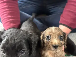 Cocker Spaniel dogs COCKER SPANIEL PUPS LAST ONES READY NOW - Advert 8