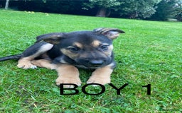 German Shepherd dogs for sale: Big chunky GSD X Collie pups ready now. - Image 5