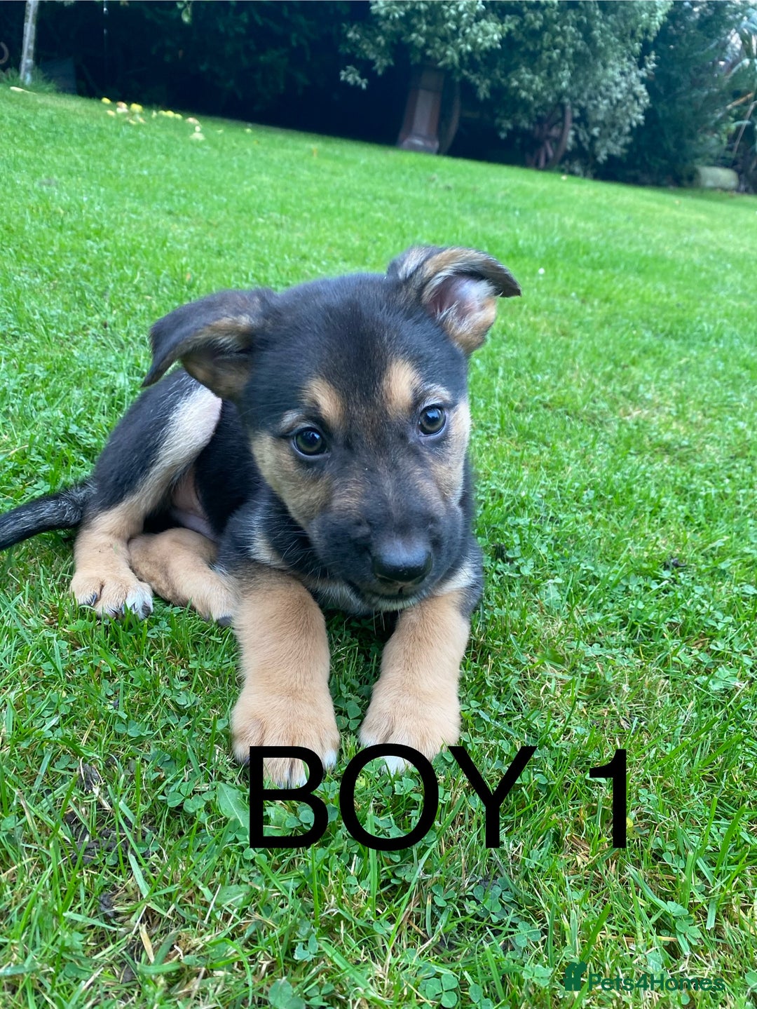 German Shepherd dogs for sale: Big chunky GSD X Collie pups ready now. - Image 5