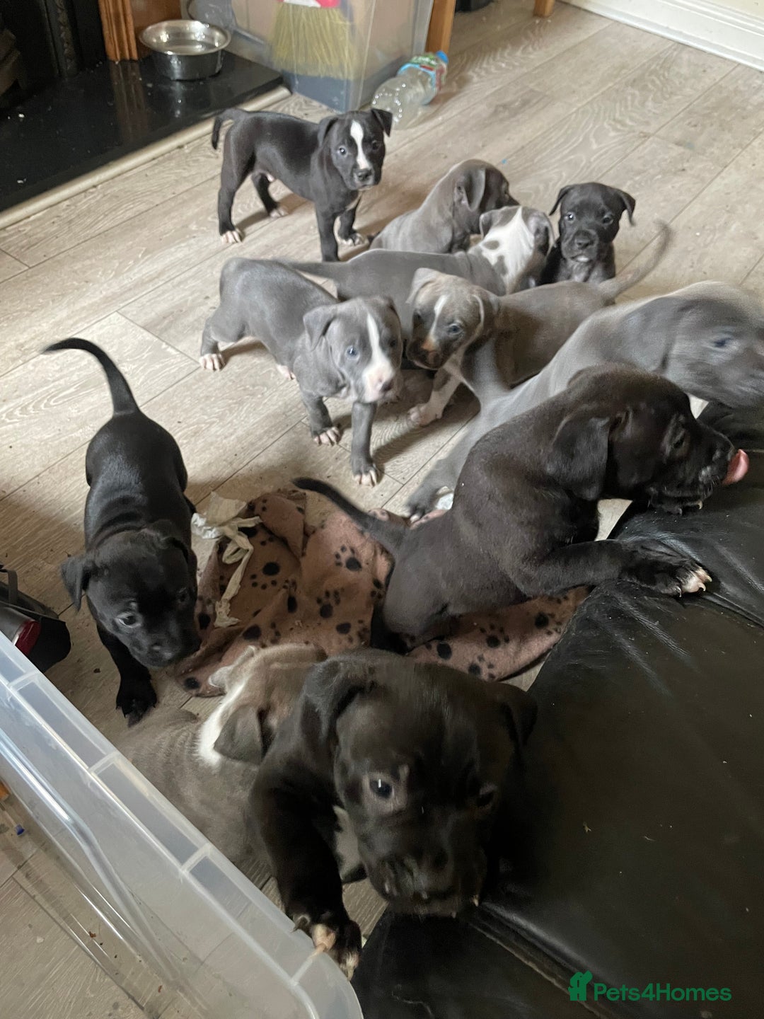 Staffordshire Bull Terrier dogs for sale: Original "old-time" black Staffy pups *rare* - Image 12