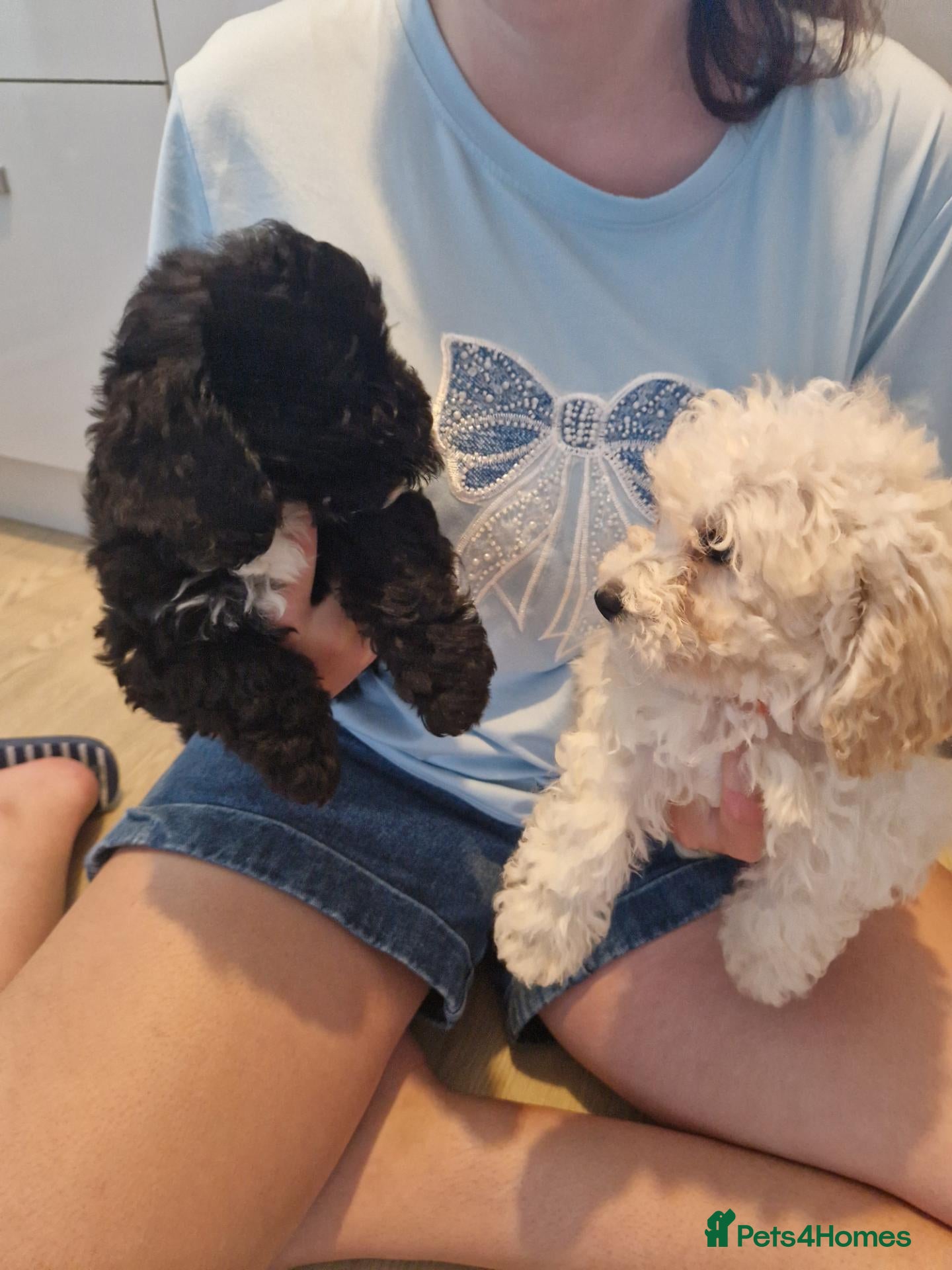 Poochon dogs Adorable Poochons Looking for their new families - Advert 1