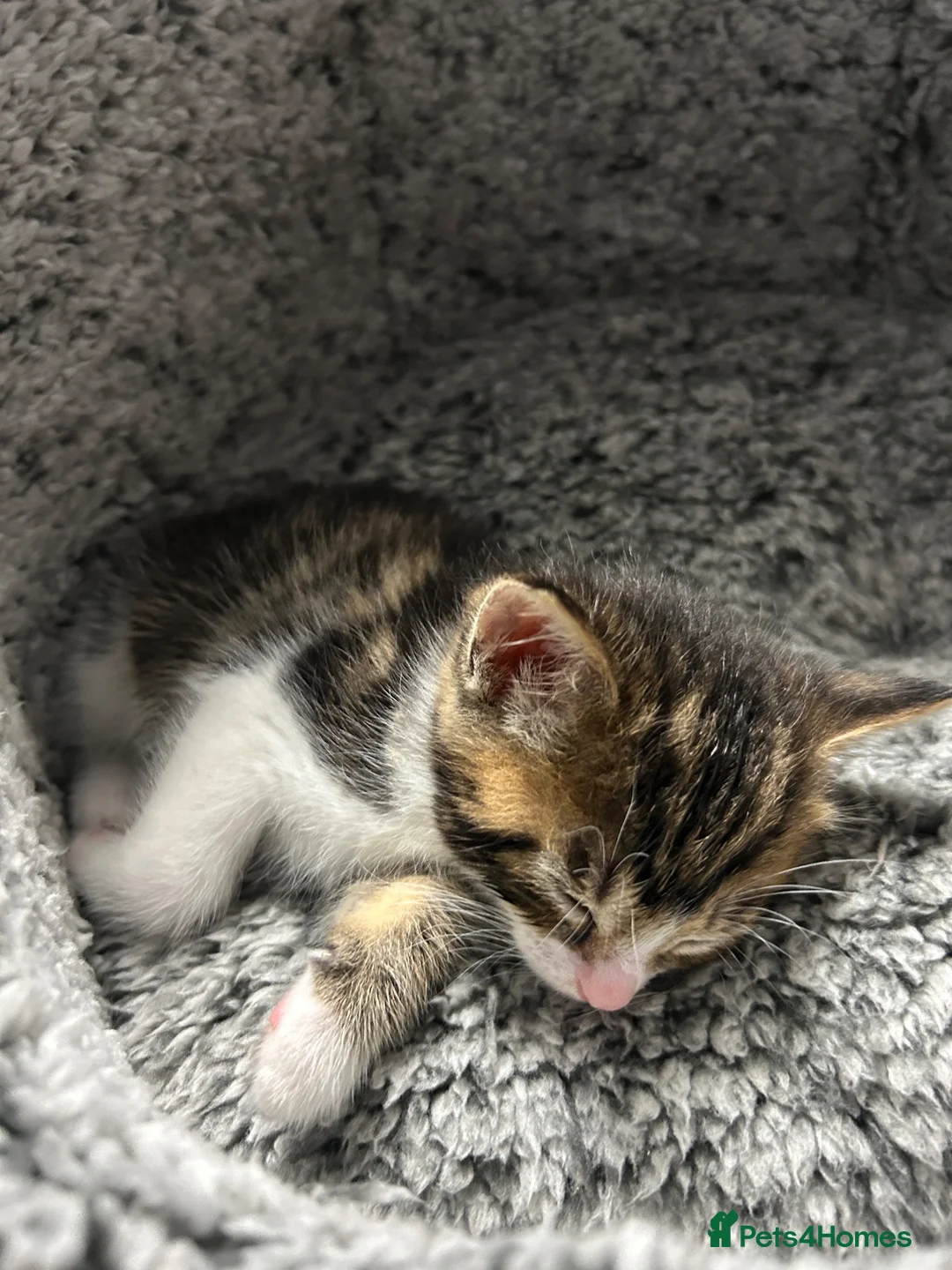 Mixed Breed cats for sale: gorgeous Mixed breed boy kitten  - Advert 3