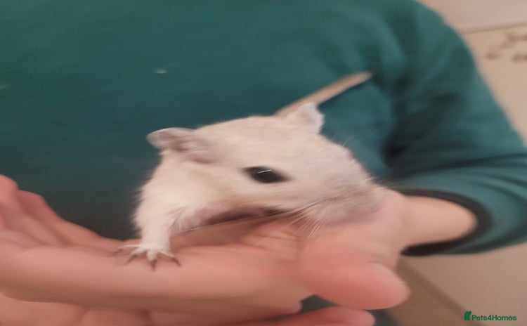 Gerbil rodents - Advert 3
