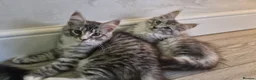 Maine Coon cats for sale: Last remaining Full Pedigree maine coon kittens  - Advert 21