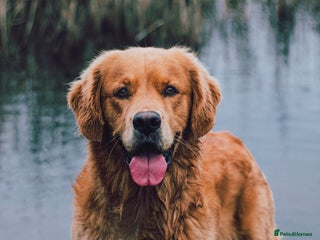 Golden Retriever dogs in Reading - Advert 15