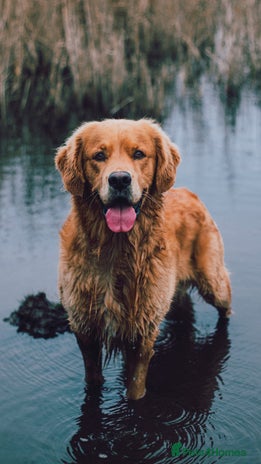 Golden Retriever dogs in Reading - Advert 17