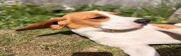 Beagle dogs for sale: 10 month old male beagle  in Winchester - Advert 3