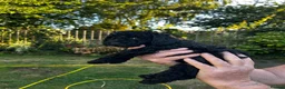 Cockapoo dogs for sale: Cockapoo .. Gorgeous jet black cockapoo puppies. - Advert 22