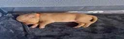 Hungarian Vizsla dogs for sale: Hungarian vizsla puppies  in Thirsk - Advert 27