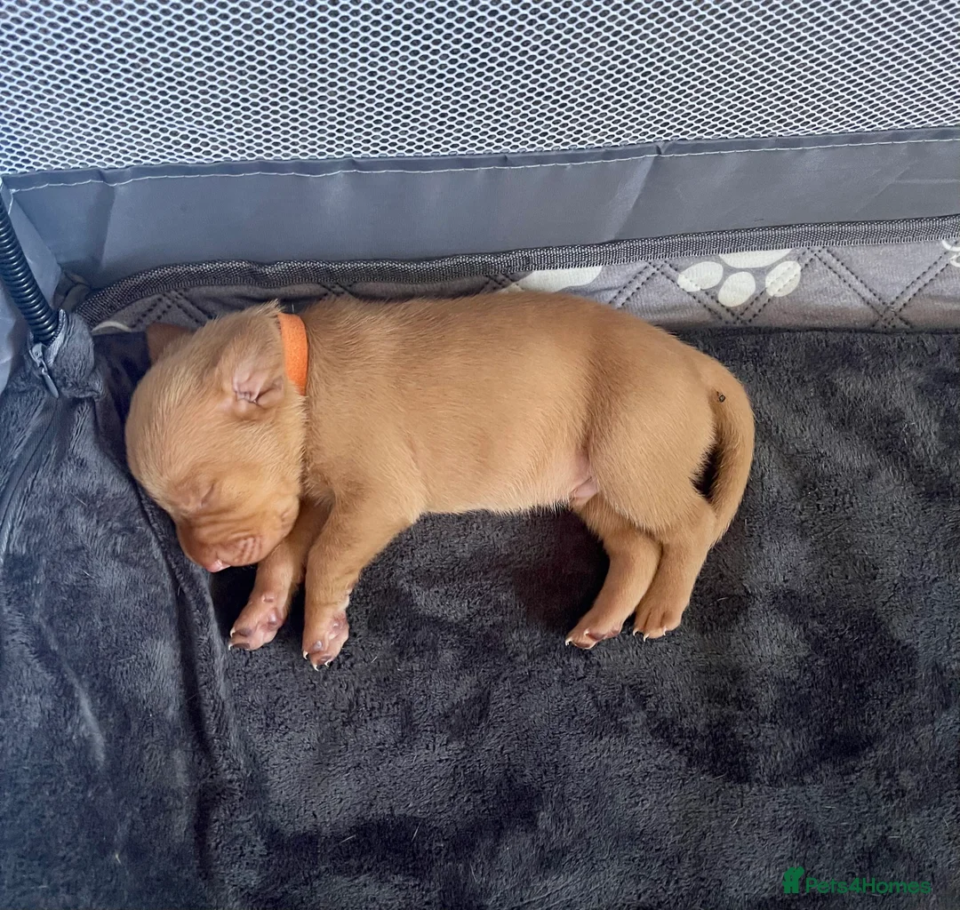 Hungarian Vizsla dogs for sale: Hungarian vizsla puppies  in Thirsk - Advert 27