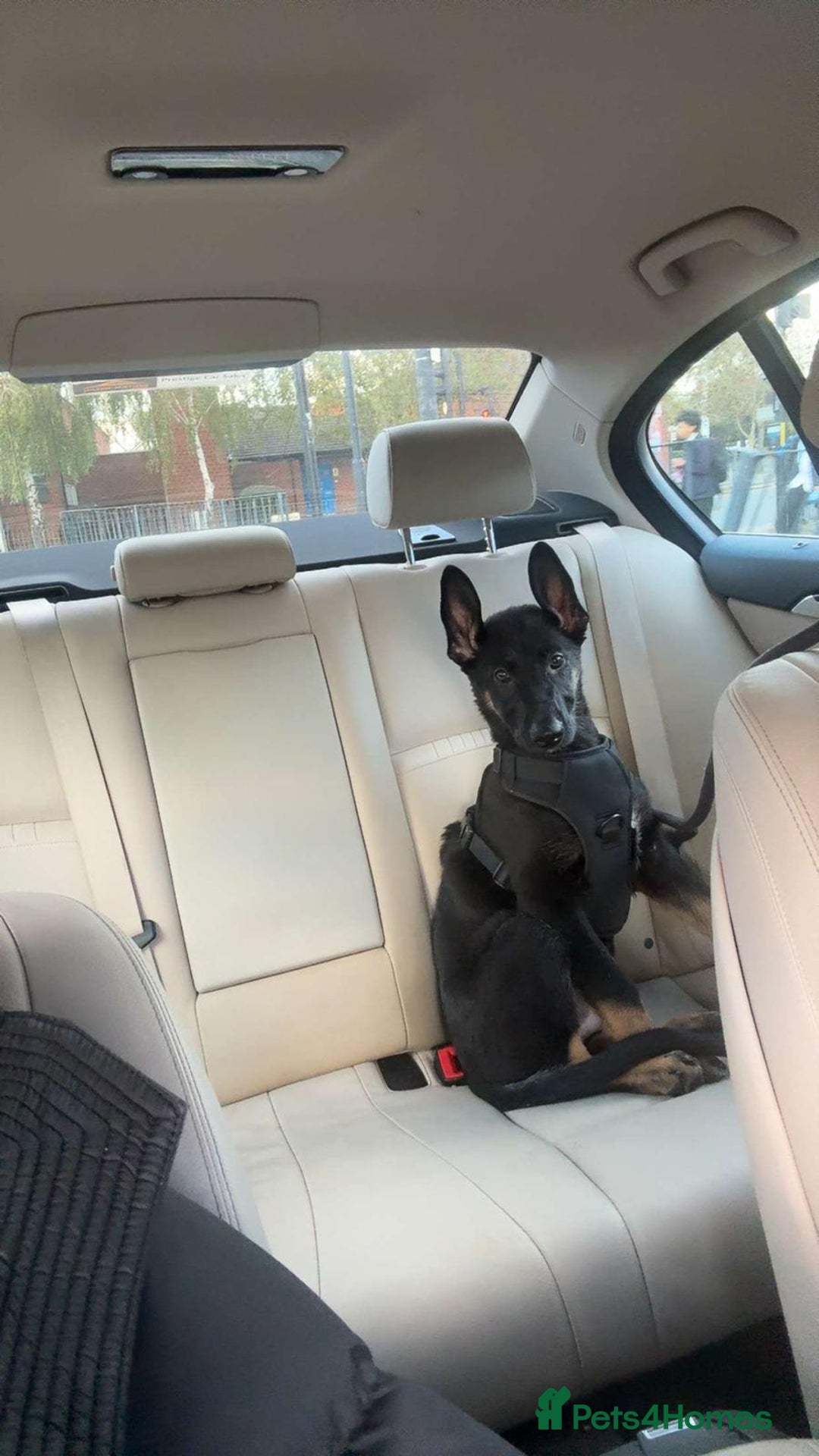 Belgian Shepherd Dog dogs for sale: Belgium mali FOR SALE - Image 1