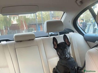 Belgian Shepherd Dog dogs - Advert 6