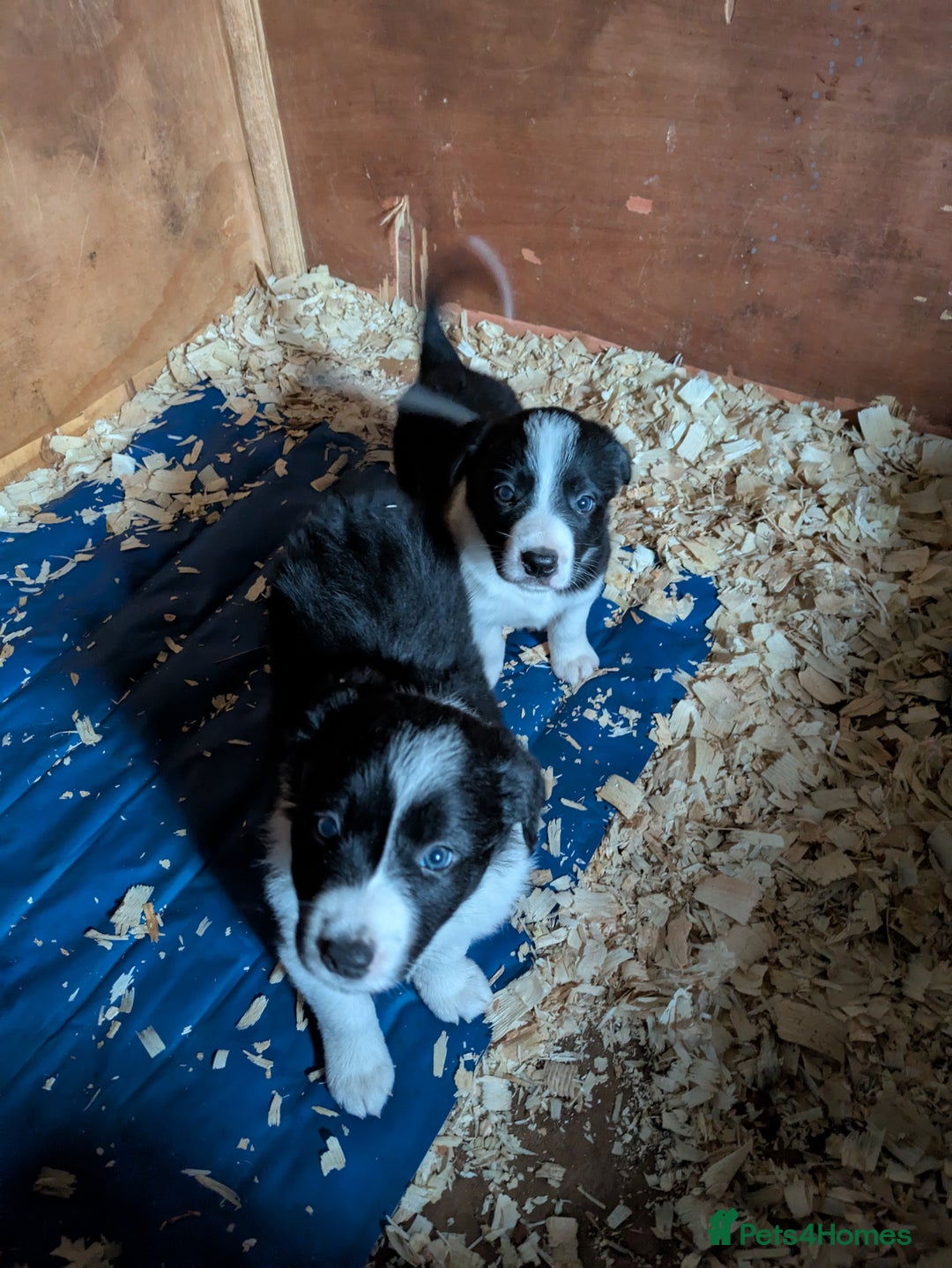 Border Collie dogs for sale: 6th Generation pedigree border collies  - Image 9