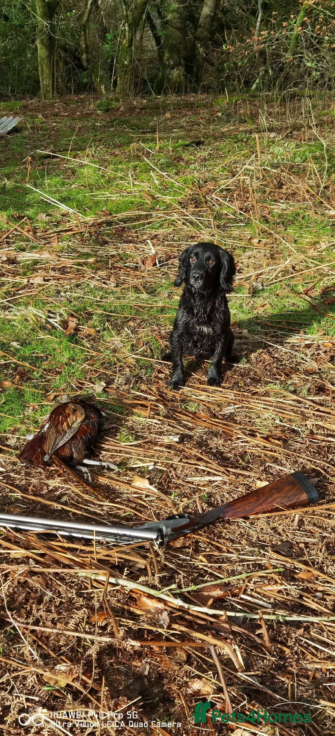 Cocker Spaniel dogs for stud: Fully health tested for stud in Preston - Advert 5
