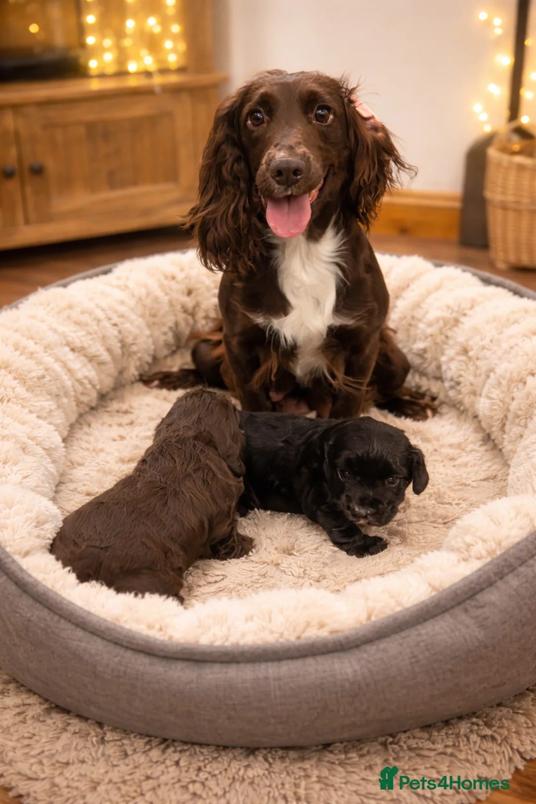 Cocker Spaniel dogs for sale: 2 female working cocker spaniels remaming  - Advert 10