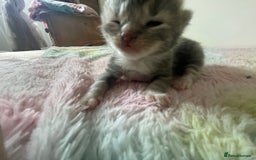 Mixed Breed cats for sale: Mixed bread kittens  - Image 2