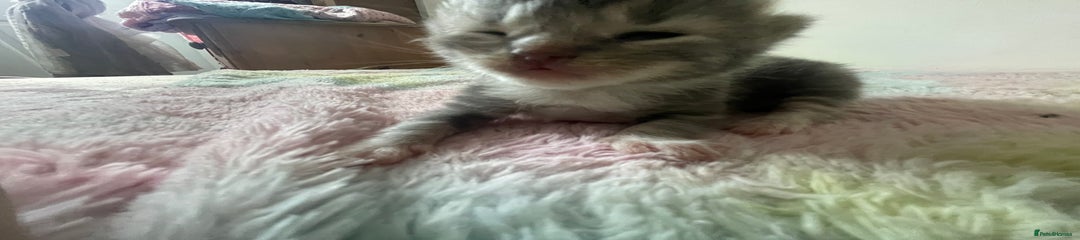 Mixed Breed Kitten 3