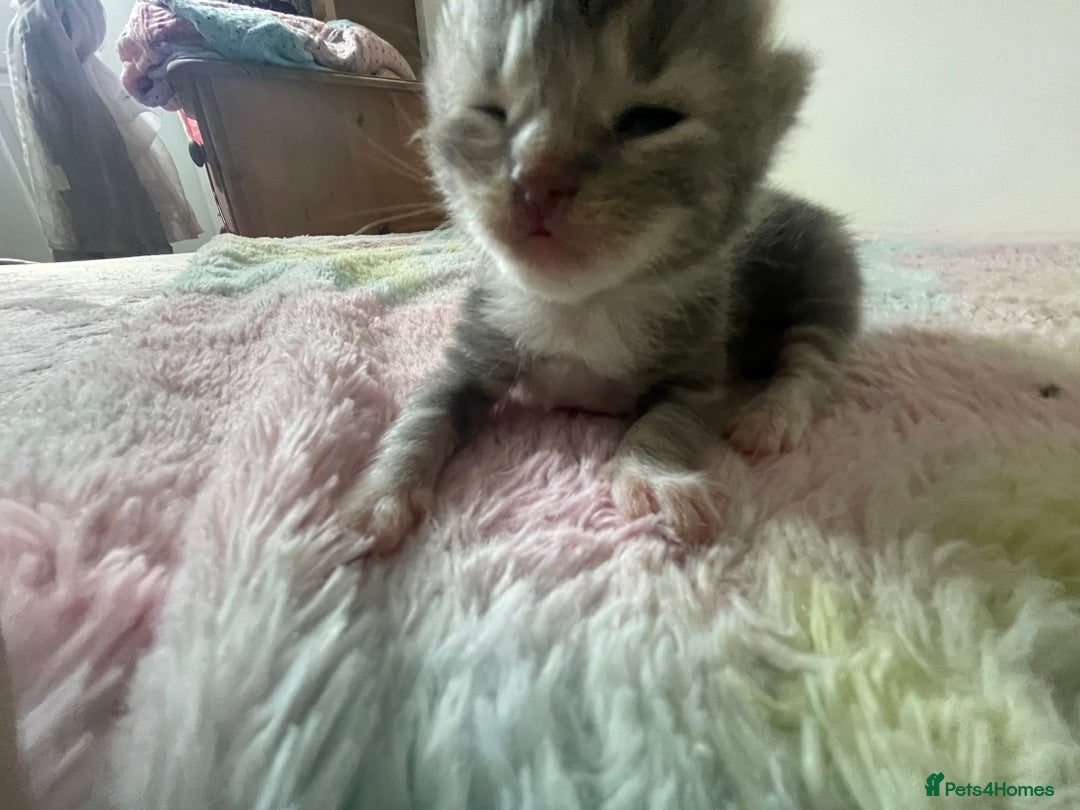 Mixed Breed cats for sale: Mixed bread kittens  - Image 2