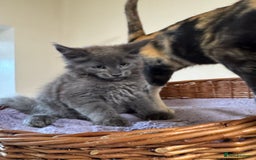 Maine Coon cats for sale: Beautiful GCCF kittens various colours - Image 34