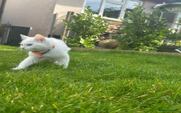 British Shorthair cats for sale: 3 beautiful kittens - Image 1