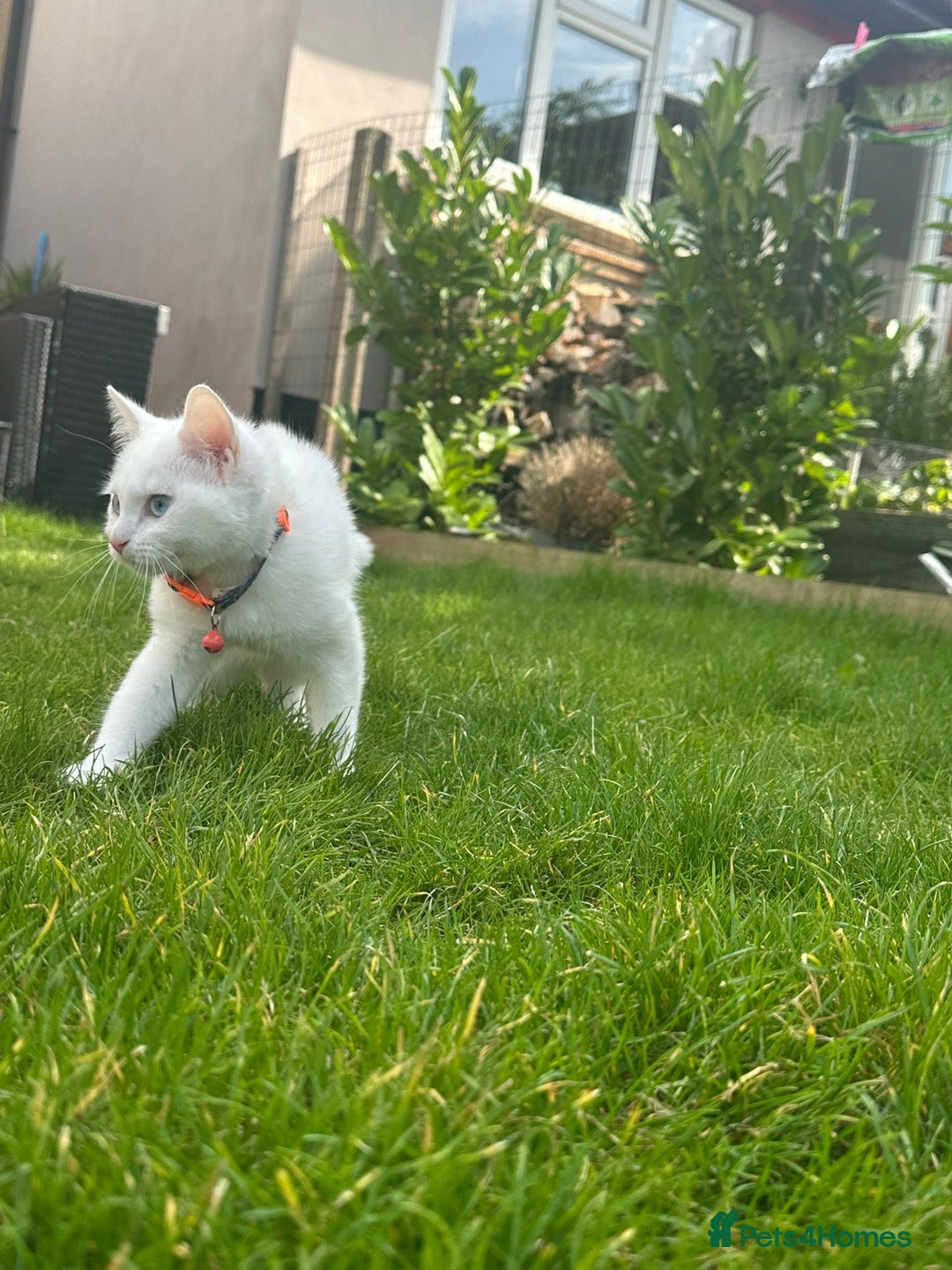 British Shorthair cats for sale: 3 beautiful kittens - Image 1