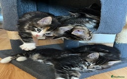 Domestic Shorthair cats for sale: 5 kittens on sale - Image 5
