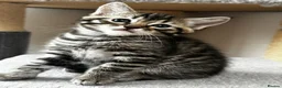 Ragdoll cats for sale: 🐾Only 4 Gorgeous Kittens Left🐾 - Advert 3