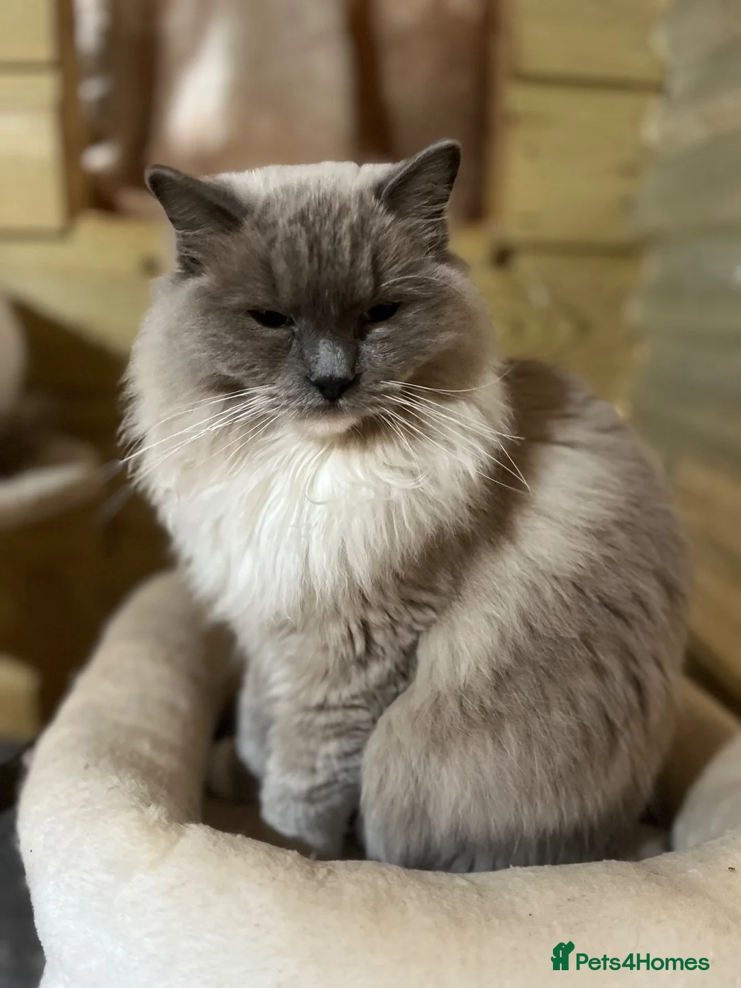 Ragdoll cats for sale: 2 young Tica male ragdoll kittens  - Advert 1