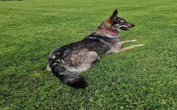 Mixed Breed dogs for adoption: Careful Carly - Image 7
