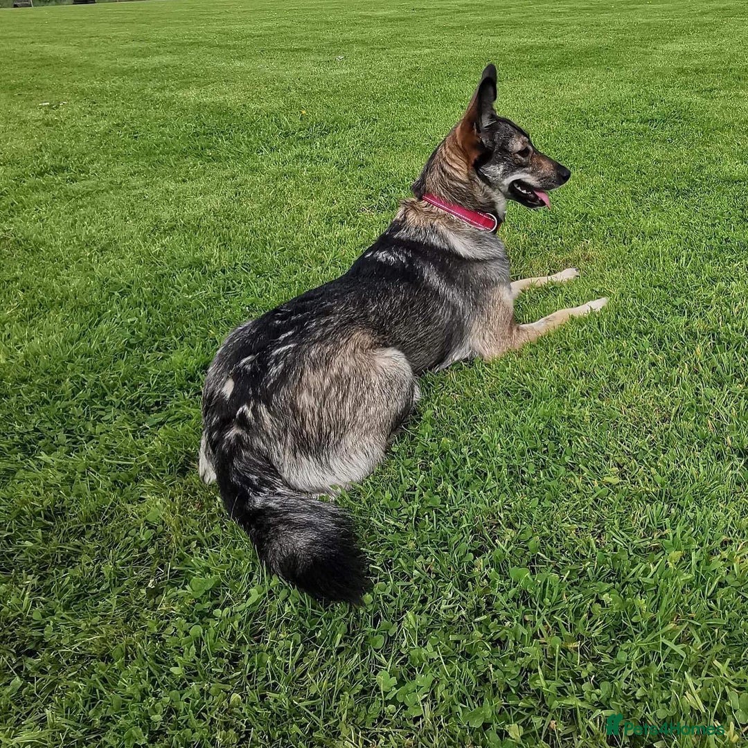 Mixed Breed dogs for adoption: Careful Carly - Image 7