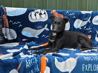 Mixed Breed dogs Beautiful little mix puppies 1 boy and 3 girls 🥰 - Advert 8