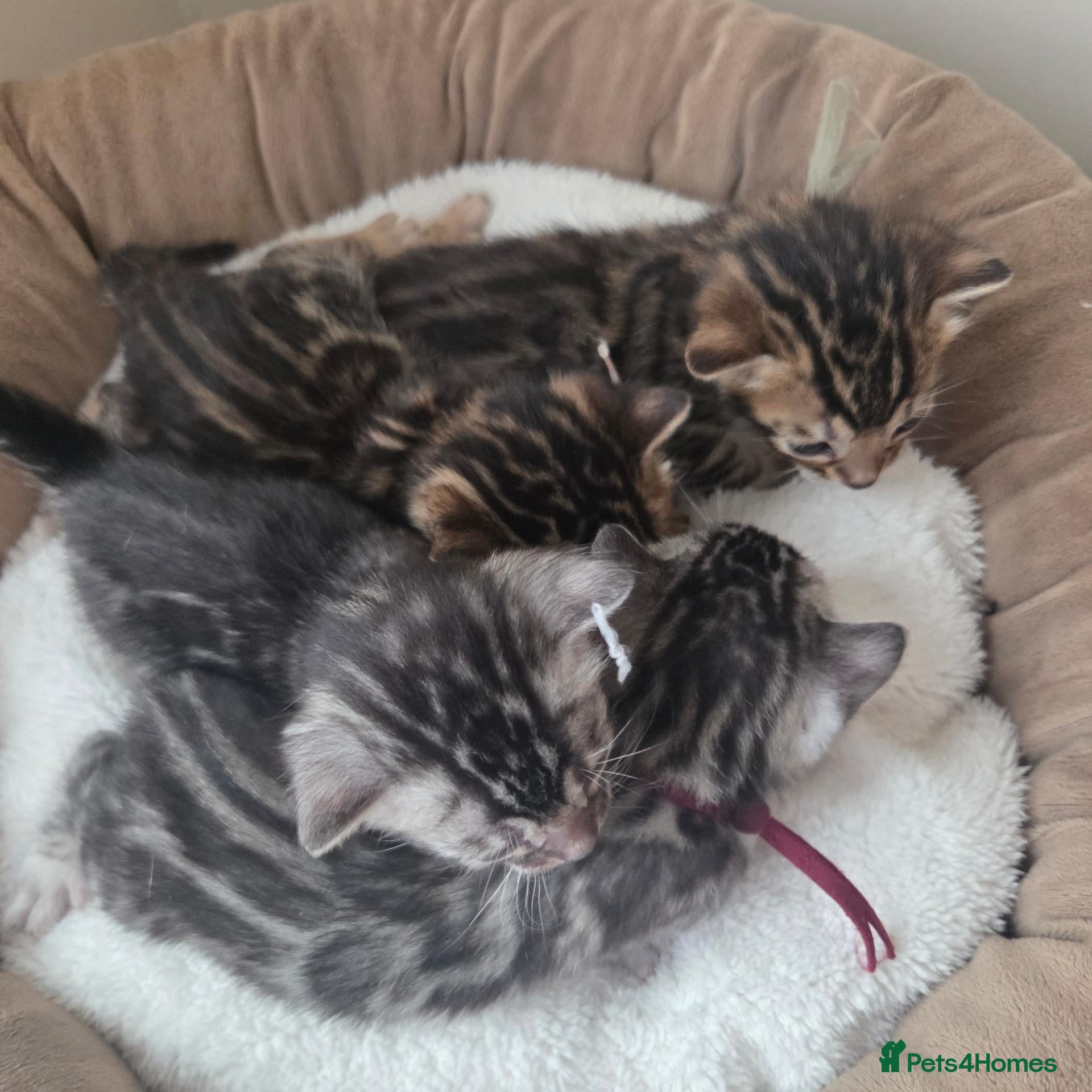 Bengal cats  Purebred TICA Registered 4 Bengal Kittens 🐾 - Advert 1
