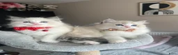 Ragdoll cats for sale: Registered Ragdoll kittens for sale - Advert 23