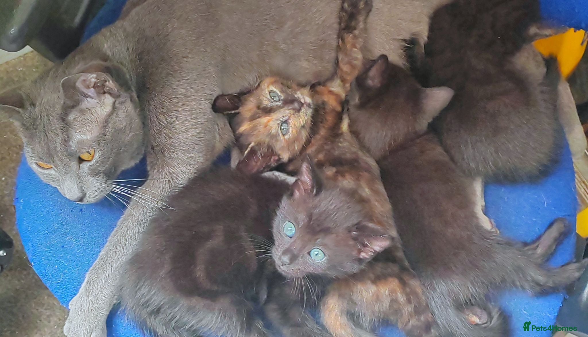 Mixed Breed cats 5 beautiful mixed kittens looking for home - Advert 1