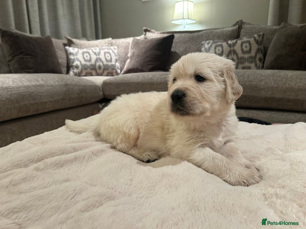 Golden Retriever dogs Beautiful KC Registered Golden Retriever Puppies - Advert 3