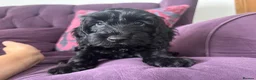 Cockapoo dogs for sale: *READY TO LE F1 cockapoo-health tested parents - Advert 11