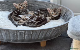 Bengal cats for sale: MARBLED & Spotted BENGALS TiCA Reg 1 kitten left  - Image 2